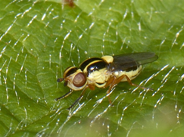 Chloropidae